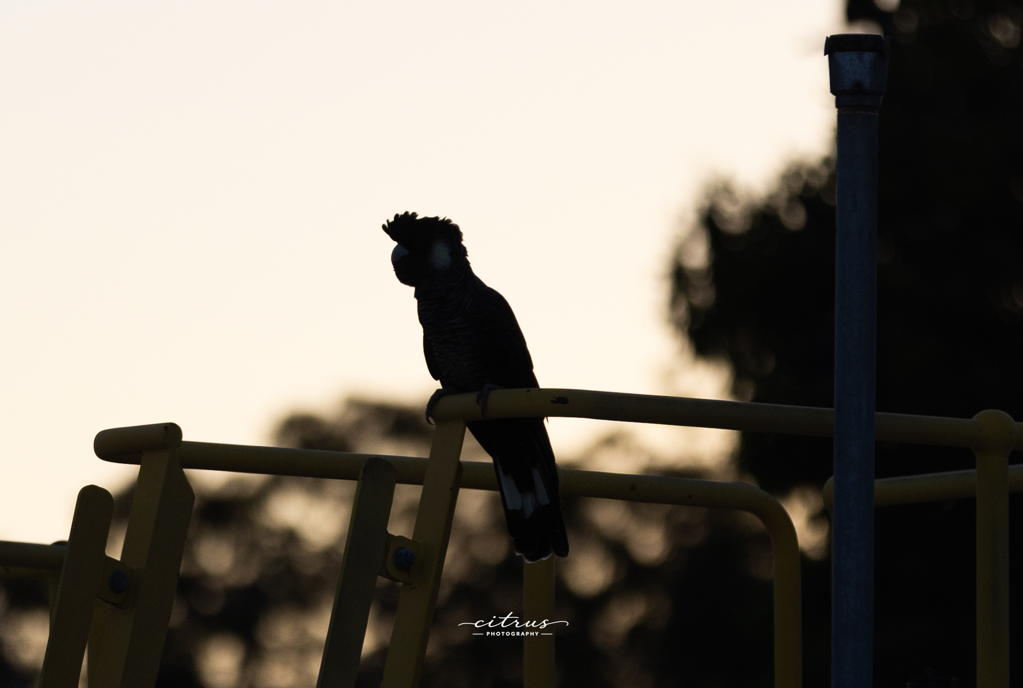 May 2026 Birds